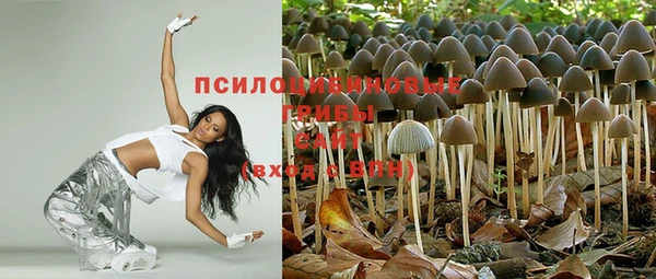 стаф Новокубанск
